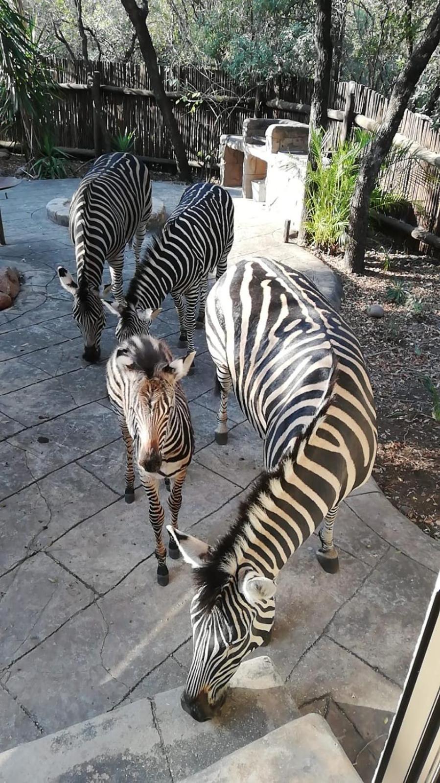 Marloth Kruger Little Manor Villa Marloth Park Exterior photo